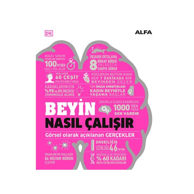 Beyin Nasıl Çalışır